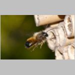 Osmia bicornis - Rote Mauerbiene 05.jpg